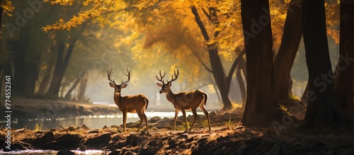 Amidst the colorful autumn foliage, two deer are spotted standing near a gentle stream in the tranquil forest setting. photo