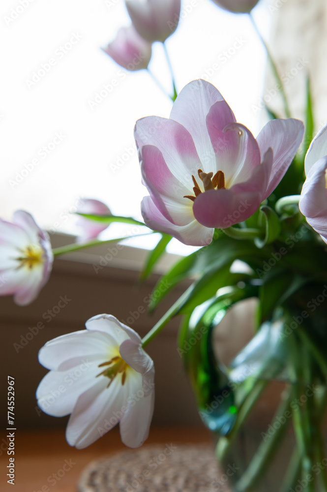 lavender and white tulips
