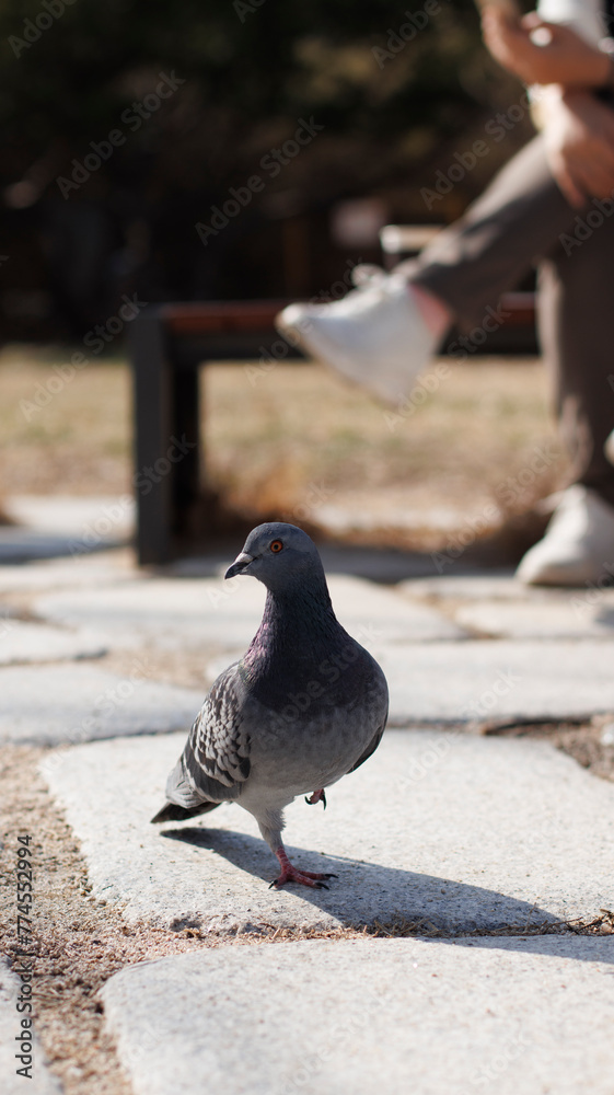 Obraz premium 비둘기