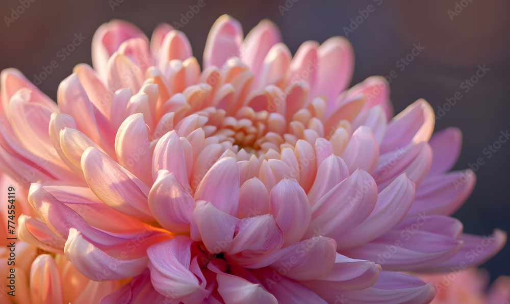 Close-up of chrysanthemum,Generative AI Close-up of chrysanthemum,Generative AI