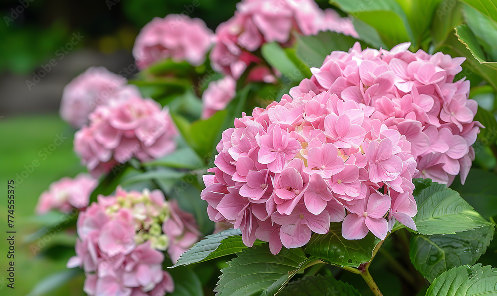Pink hydrangeas blooming in June, Generative AI Pink hydrangeas blooming in June, Generative AI