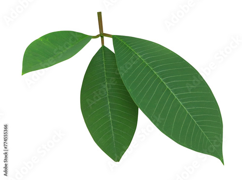 Close up green leaves of plumeria or frangipani tree isolated on transparent background
