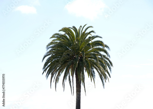 Close up on the top of a Palm tree with light blue cloudy sky between on a bright sunny day. © sheilaf2002