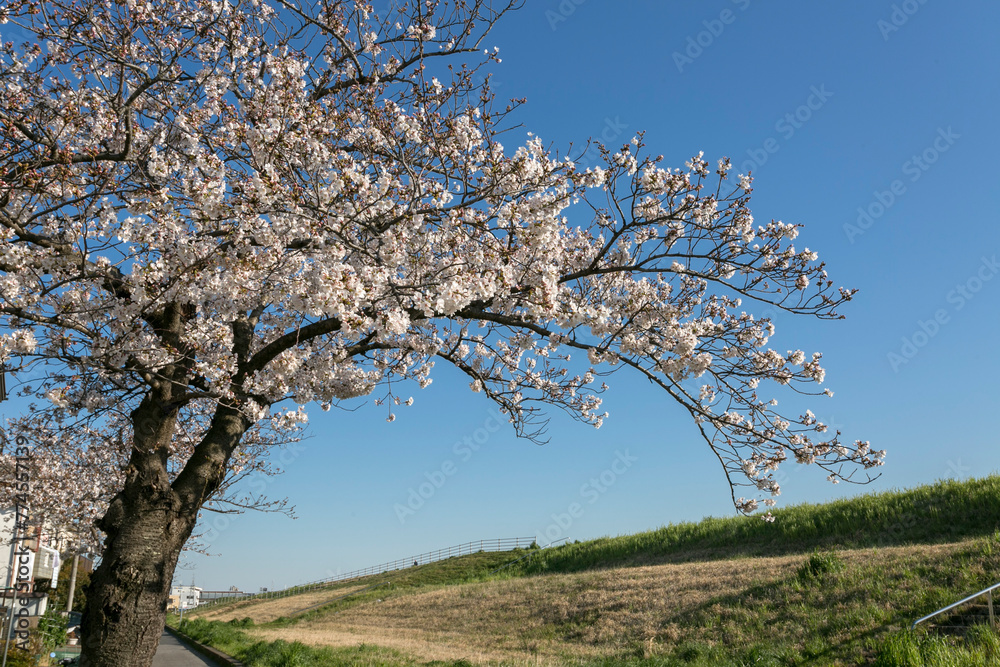 江戸川河川敷緑地（千葉県市川市大和田５丁目）