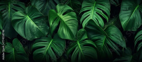 Close-up view of a cluster of vibrant green leaves against a dark black background  showcasing their intricate textures and shades