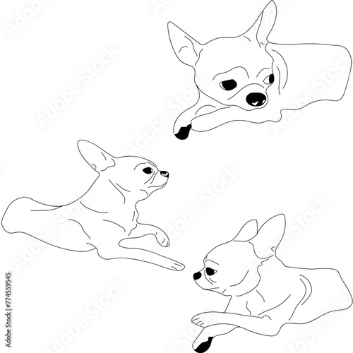  set of sketches of Chihuahua dogs lying in different positions