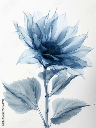 unflower x-ray photo