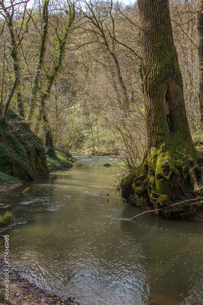 Stream in the forest.