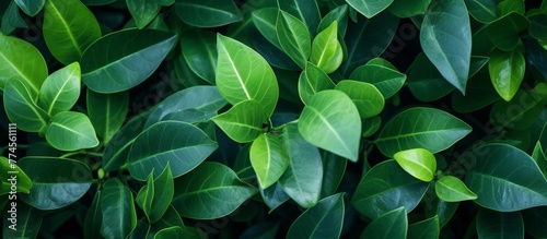 A vibrant and thriving green plant displaying healthy leaves in a close-up view