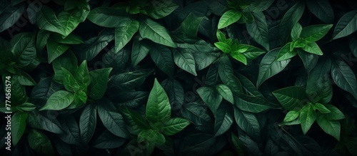 Lush verdant plant displays a rich dark green color and features multiple vibrant leaves extending from the stem © AkuAku
