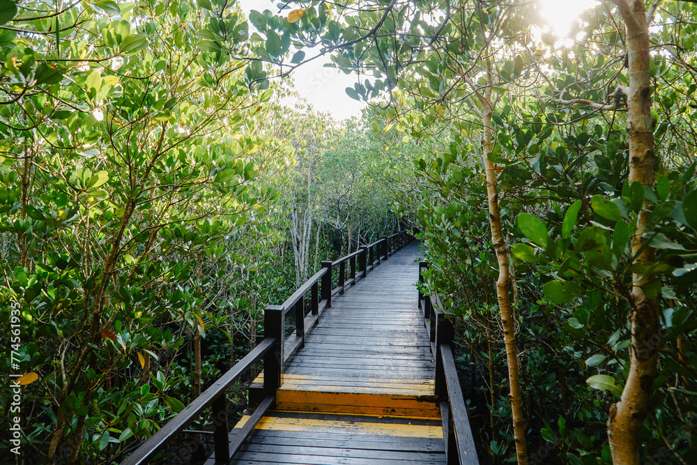 beautiful wooden path in the middle of a mangrove forest beautiful wooden path in the middle of a mangrove forest
