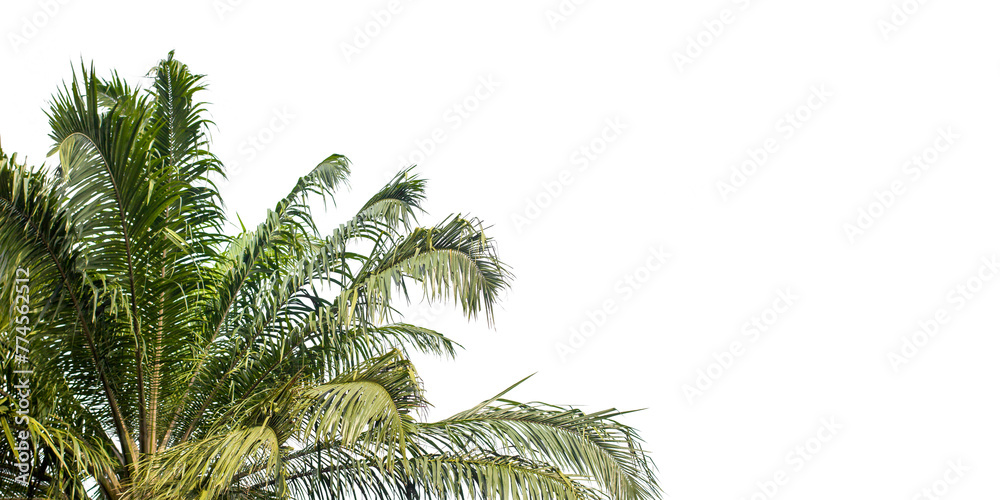Fototapeta premium Close up coconut tree isolated on white