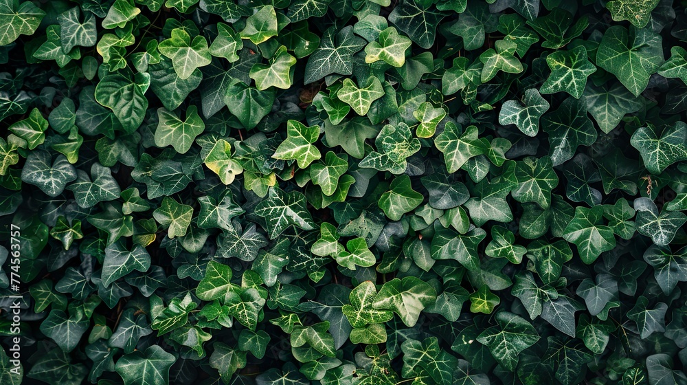 A wall covered in ivy, with lush green leaves cascading down, creating a natural and organic background. A wall covered in ivy, with lush green leaves cascading down, creating a natural and organic background.