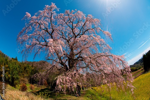 宮城地区の枝垂れ桜
