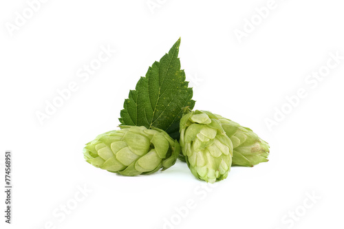Hops seed cones or strobiles isolated on white