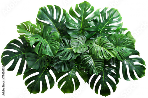 Bush of succulent green exotic tropical leaves of monstera on a white background