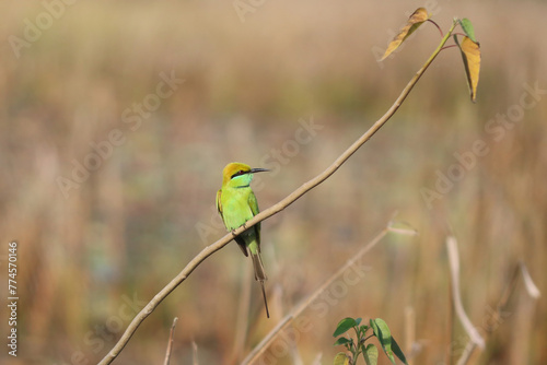 bee eater perched on branch