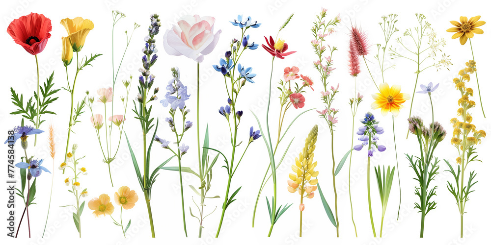 Wildflowers and herbs isolated on white background. Vector illustration ...