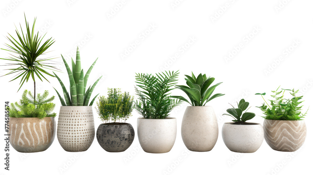 
plants in ceramic pots isolated on white background