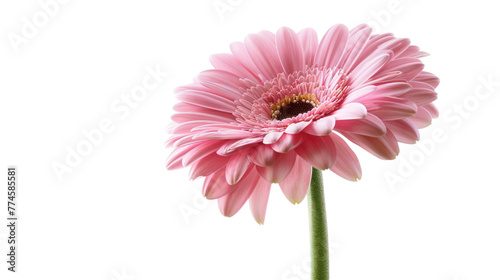 Pink gerbera flower isolated on white background