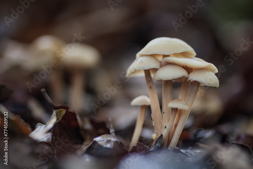 View of the forest floor with a group of mushrooms growing among the fallen leaves of the beech forest of Monte Santiago, Burgos