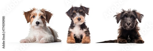  Cute puppies, little furballs. Generative AI Technology 