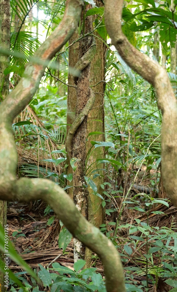 Tronco de uma árvore entre grandes cipós em floresta úmida densa. Tronco de uma árvore entre grandes cipós em floresta úmida densa.