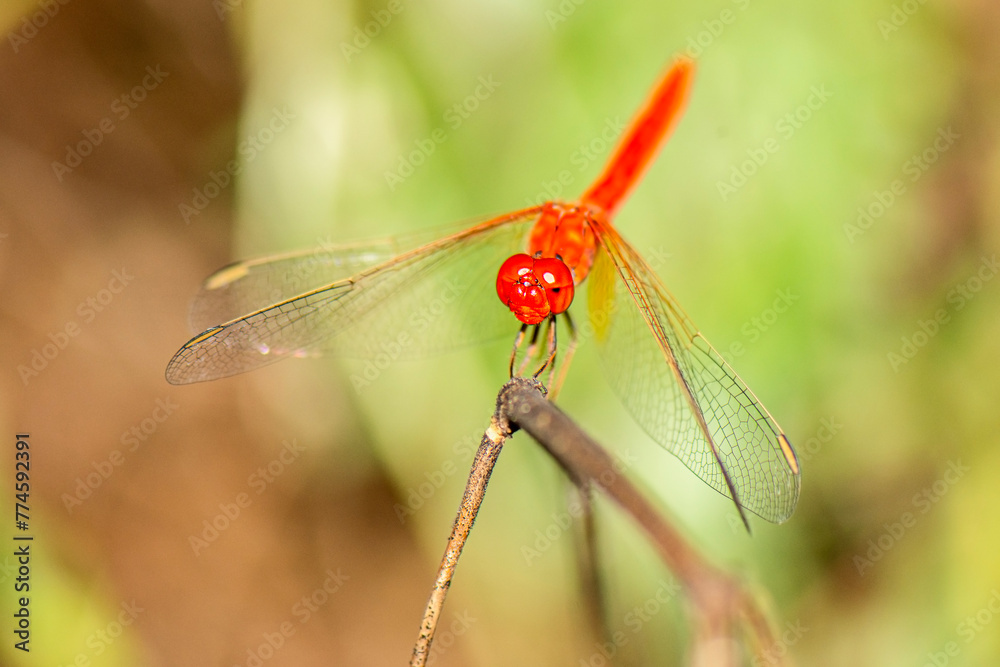 Diplacodes haematodes, thescarlet percher, is a species of dragonfly in the family Libellulida. It is locally common in habitats with hot sunny exposed sites at or near rivers, streams, ponds, and lak Diplacodes haematodes, thescarlet percher, is a species of dragonfly in the family Libellulida. It is locally common in habitats with hot sunny exposed sites at or near rivers, streams, ponds, and lak