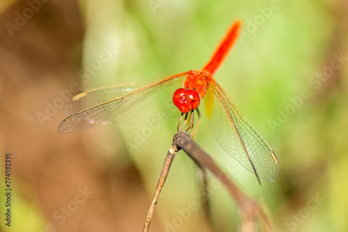 Diplacodes haematodes, thescarlet percher, is a species of dragonfly in the family Libellulida. It is locally common in habitats with hot sunny exposed sites at or near rivers, streams, ponds, and lak