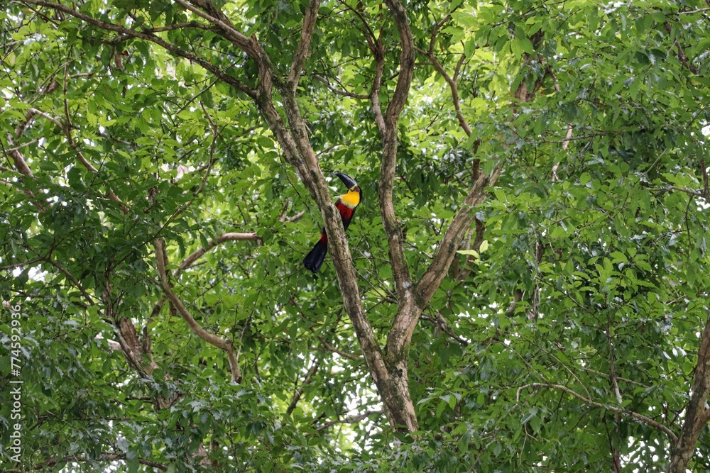 Tucano, pássaro da américa tropical pousado em um galho de árvore na floresta. Tucano, pássaro da américa tropical pousado em um galho de árvore na floresta.