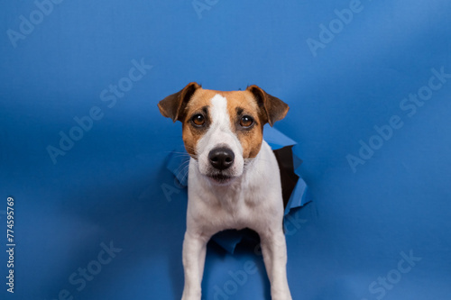 Funny dog jack russell terrier climbs out of a paper blue background breaking a hole in it. 