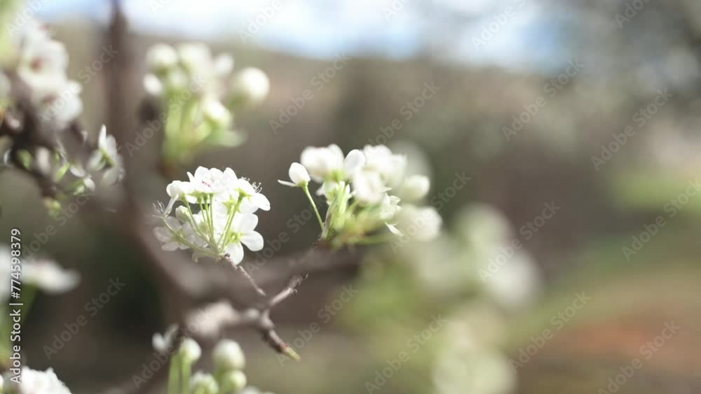 A graceful branch of blossoming plum, adorned with delicate white flowers, takes center stage. Through selective focus, every detail is accentuated, inviting viewers into a serene botanical wonderland A graceful branch of blossoming plum, adorned with delicate white flowers, takes center stage. Through selective focus, every detail is accentuated, inviting viewers into a serene botanical wonderland