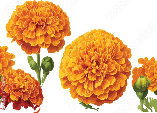 A straight border of marigold flowers on