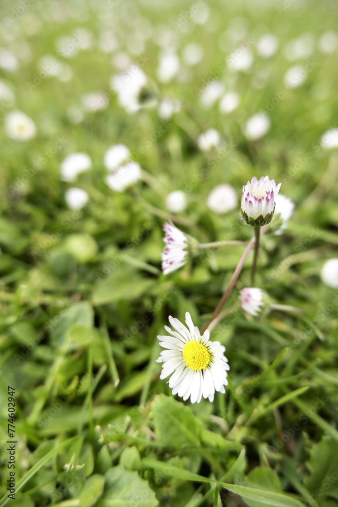 Daisies in the field Daisies in the field