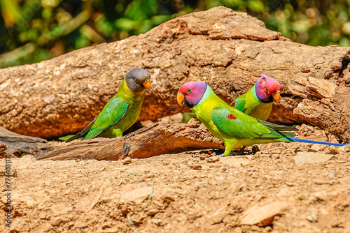 Plum-headed parakeet (Psittacula cyanocephala) Perched on tree at Rajaji national park, Uttarakhand photo