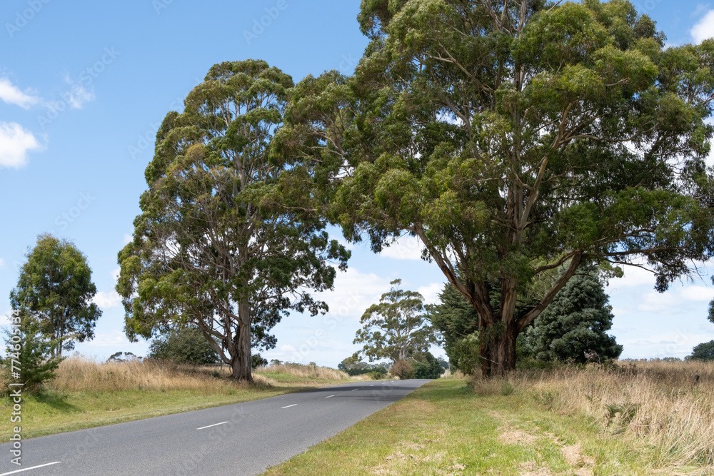 Australian Country Highway Lined with Gum Eucalyptus Trees: Rural Landscape with Open Road, Grass Fields, and Towing Large Tree. Concept of Road Trip, Outback Travel, Countryside Exploration. Australian Country Highway Lined with Gum Eucalyptus Trees: Rural Landscape with Open Road, Grass Fields, and Towing Large Tree. Concept of Road Trip, Outback Travel, Countryside Exploration.