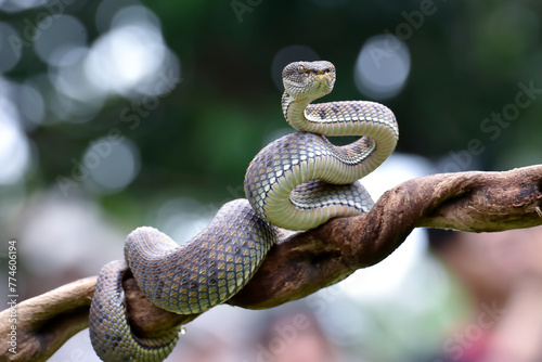 Mangrove pit viper on a tree branch photo