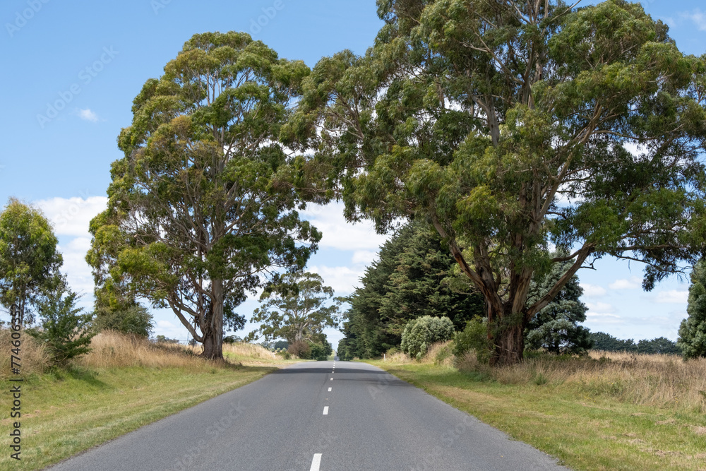 Naklejka premium Background of an open Road, Lined by large gum trees: A picturesque view of an asphalt road stretching straight ahead by tall eucalyptus. A serene drive through the countryside in rural Australia.