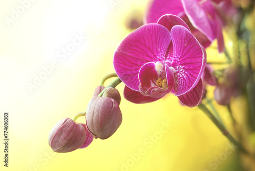 Purple beautiful orchid flowers phalenopsis artistic template on yellow background