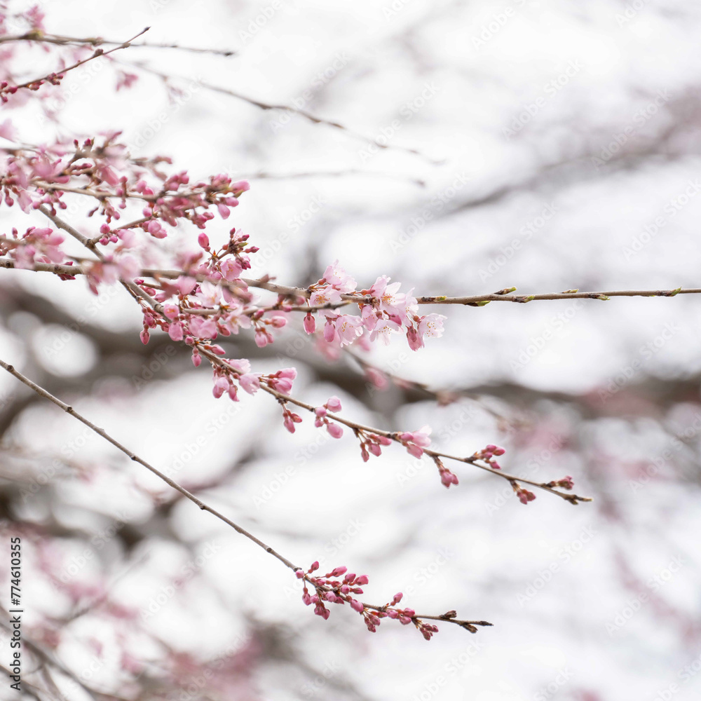 Obraz premium 春の始まり