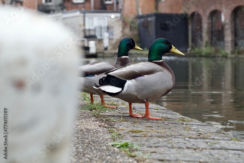 duck on the bridge