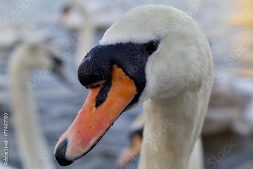 mute swan cygnus olor