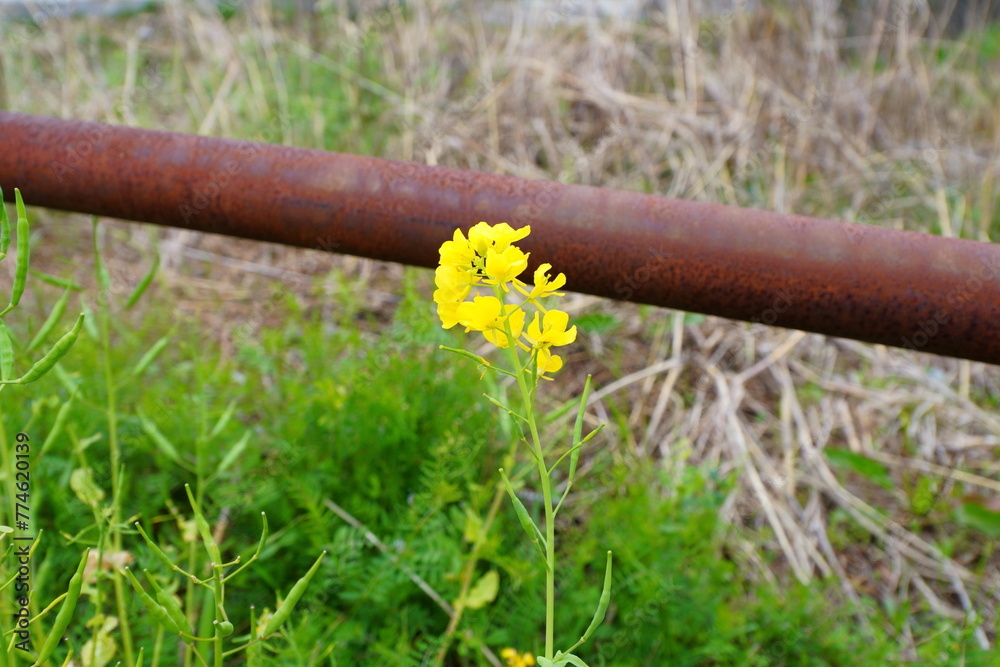 道端に菜の花 道端に菜の花
