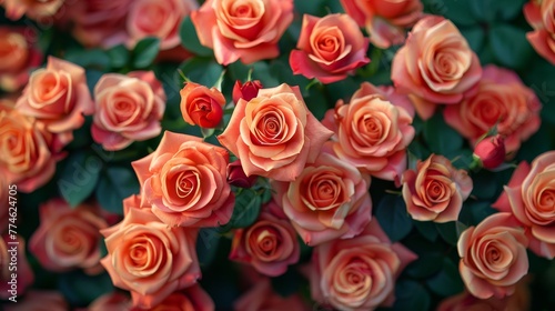   A close-up shot of multiple orange and pink roses with green foliage at the base and top of the petals