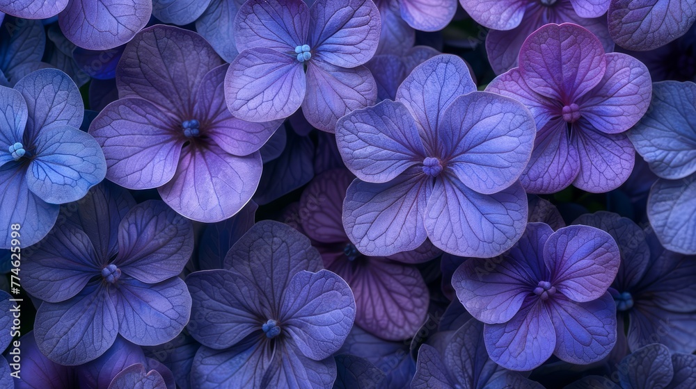 A cluster of purple blooms surrounded by more purple blooms A cluster of purple blooms surrounded by more purple blooms