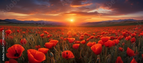 Vibrant red poppies blanket a field under the warm glow of the setting sun  with majestic mountains in the distance