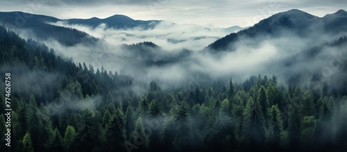 Landscape featuring a dense forest with a foggy sky overhead and towering mountains in the distance photo