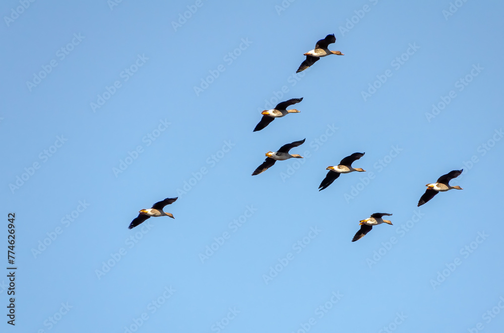 Flock of geese flying in blue sky, right, bottom, side view