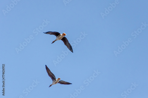 Two geese fly in the sky to the left, bottom view, close-up