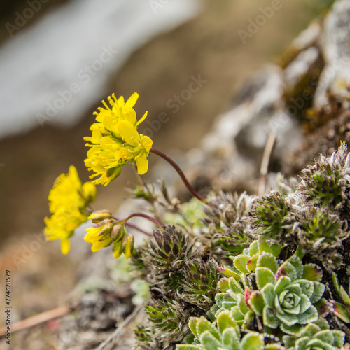 Draba aizoides is a species of flowering plant in the family Brassicaceae, known as yellow whitlow-grass. It is found on limestone rocks and walls.
